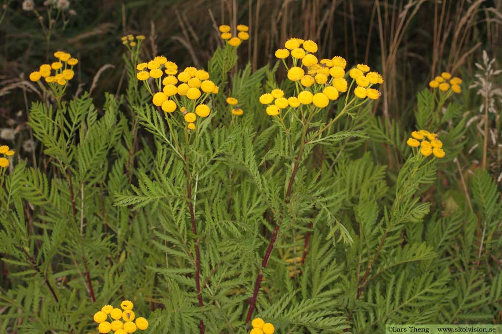 Renfana, Tanacetum vulgare